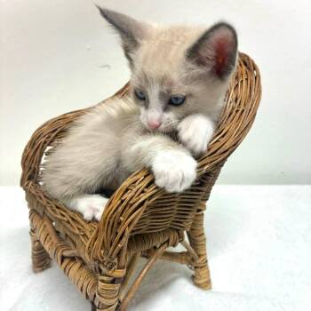 Tim McGraw -  Domestic Short Hair Cat for Adoption in Las Vegas, Nevada - Tim McGraw | PetCurious
