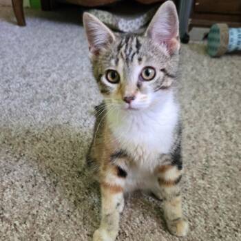 Ash -  Calico Cat for Adoption in Swartz Creek, Michigan - Ash | PetCurious