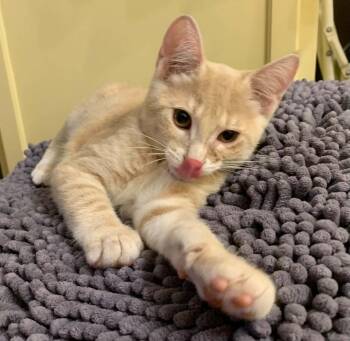 Merritt -  Domestic Short Hair Cat for Adoption in Battle Creek, Michigan - Merritt | PetCurious