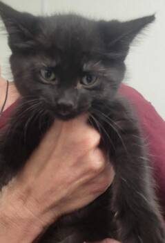 Yolanda -  Domestic Short Hair Cat for Adoption in New Kensington, Pennsylvania - Yolanda | PetCurious
