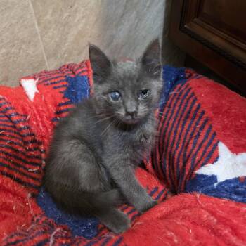 Chippy -  Domestic Short Hair and Russian Blue Cat for Adoption in Mastic, New York - Chippy | PetCurious