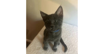 Rescue Domestic Short Hair and Tabby Cats for Adoption in Dallas, Texas - Jackson | PetCurious