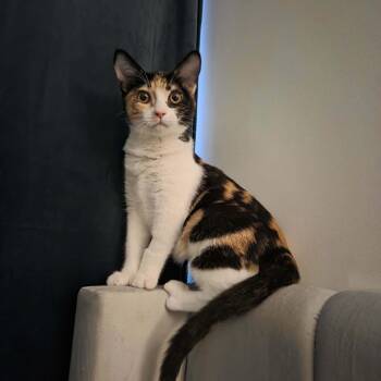 Maisie -  Calico Cat for Adoption in Burnaby, British Columbia - Maisie | PetCurious