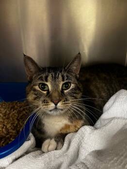 Rescue Domestic Short Hair Cats for Adoption in Meriden, Connecticut - Copy Of Wuby | PetCurious