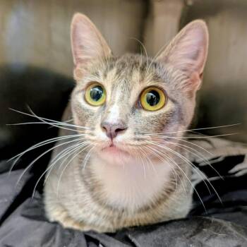 Toes -  Domestic Short Hair Cat for Adoption in Huntsville, Arkansas - Toes | PetCurious