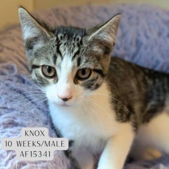 Knox -  Domestic Short Hair Cat for Adoption - Knox | PetCurious