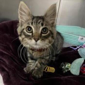Cooper -  Domestic Long Hair Cat for Adoption in Buellton, California - Cooper | PetCurious