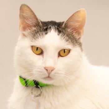 Mary -  Domestic Short Hair Cat for Adoption in Lakewood, Colorado - Mary | PetCurious