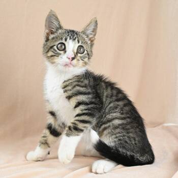 Indy -  Domestic Short Hair Cat for Adoption in Mobile, Alabama - Indy | PetCurious
