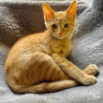 Dixie -  Domestic Short Hair Cat for Adoption in Washington, District Of Columbia - Dixie | PetCurious