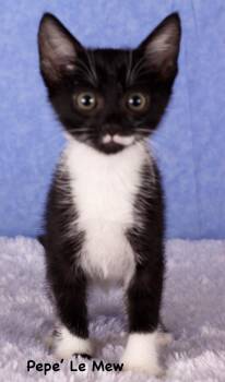 Frank -  Domestic Short Hair Cat for Adoption in Gilbert, Arizona - Frank | PetCurious