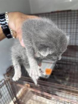 Domestic Short Hair Cats Available for Adoption in Houston, Texas - MICKEY | PetCurious