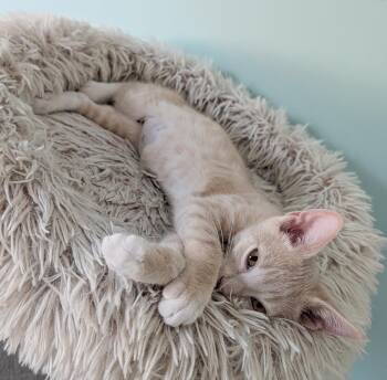 Jude -  Tabby Cat for Adoption in Parkville, Missouri - Jude | PetCurious