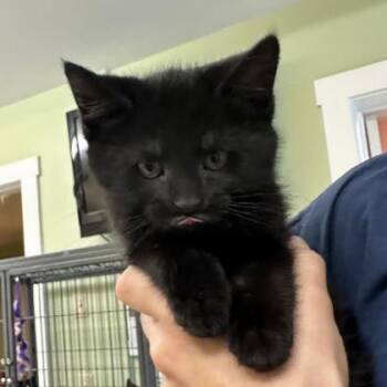 Rescue Domestic Short Hair Cats for Adoption in East Montpelier, Vermont - Earth | PetCurious
