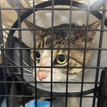 Domestic Short Hair Cats Available for Adoption in Newark, New Jersey - Macaroon | PetCurious