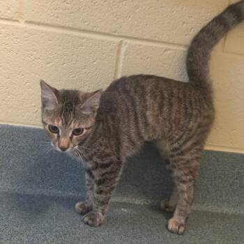 Sophie -  Domestic Short Hair Cat for Adoption - Sophie | PetCurious