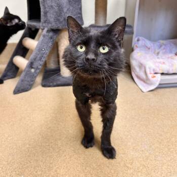 Bonez -  Domestic Medium Hair Cat for Adoption in Myerstown, Pennsylvania - Bonez | PetCurious