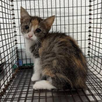 Chicago -  Domestic Short Hair Cat for Adoption in Edinburg, Texas - Chicago | PetCurious