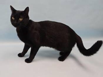 Princess Roxy -  Domestic Short Hair Cat for Adoption in Minneapolis, Minnesota - Princess Roxy | PetCurious