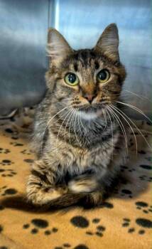 Rescue Domestic Medium Hair Cats for Adoption in Columbia, Tennessee - Ghoulie | PetCurious