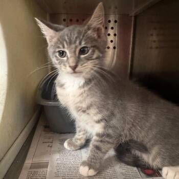 Stormi -  Domestic Short Hair Cat for Adoption in Starkville, Mississippi - Stormi | PetCurious