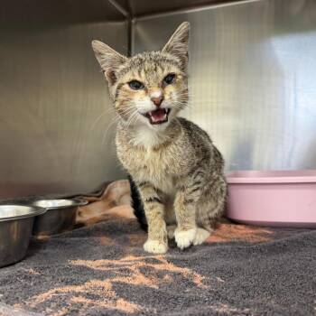 Domestic Short Hair Cats Available for Adoption in Auburn, Alabama - Moxie | PetCurious