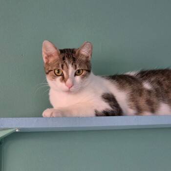 Domestic Short Hair Cats Available for Adoption in Buffalo, New York - SPARKZ | PetCurious