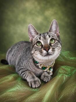 Felicity -  Tabby Cat Available for Adoption in Pasadena, Texas - Felicity | PetCurious