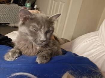 Domestic Short Hair Cats Available for Adoption in Somerset, Kentucky - Zana & Zala | PetCurious
