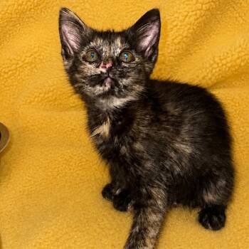 Bay -  Domestic Short Hair Cat for Adoption in Tucson, Arizona - Bay | PetCurious
