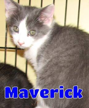 5493 Maverick -  Domestic Short Hair Cat for Adoption in Lawrenceburg, Kentucky - 5493 Maverick | PetCurious