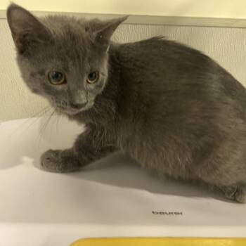 Lorelai -  Domestic Short Hair Cat for Adoption in Tampa, Florida - Lorelai | PetCurious