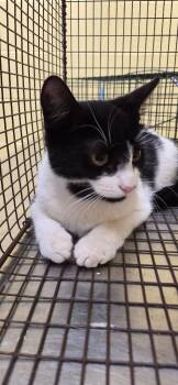YIN YANG -  Domestic Short Hair Cat for Adoption in Crossville, Tennessee - YIN YANG | PetCurious