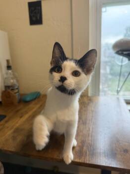 Workers Comp -  Domestic Short Hair Cat for Adoption in West Mifflin, Pennsylvania - Workers Comp | PetCurious
