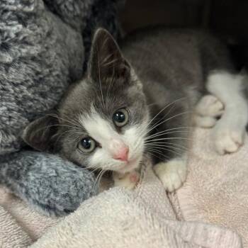 Soulhaven -  Domestic Short Hair Cat for Adoption in Fredericksburg, Virginia - Soulhaven | PetCurious