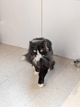 Rescue Domestic Long Hair Cats for Adoption in Morden, Manitoba - Guppy | PetCurious