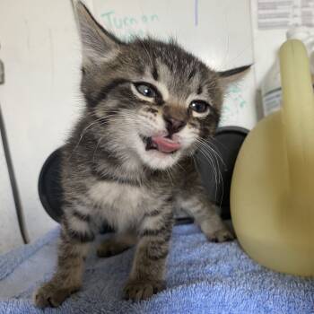 Rescue Domestic Short Hair Cats for Adoption in Taos, New Mexico - Tiger | PetCurious