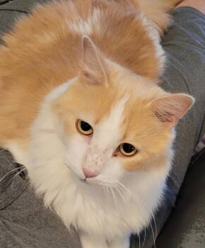 Wyoming -  Maine Coon Cat for Adoption in Tampa, Florida - Wyoming | PetCurious