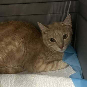 Devon -  Domestic Short Hair Cat for Adoption in Salt Lake City, Utah - Devon | PetCurious