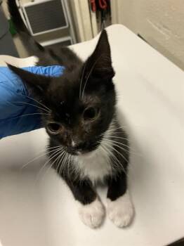 Domestic Short Hair Cats Available for Adoption in Long Beach, California - PELICAN | PetCurious