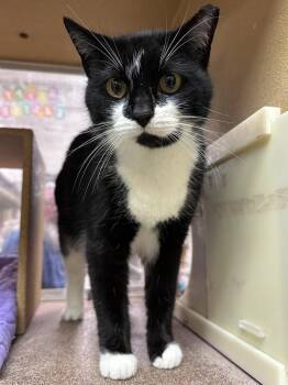 Domestic Short Hair Cats Available for Adoption - Tessie | PetCurious