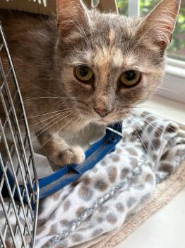 Dilute Tortoiseshell Cats Available for Adoption in Fincastle, Virginia - Cicada | PetCurious