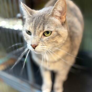 Marble -  Domestic Short Hair Cat Available for Adoption in Cortland, New York - Marble | PetCurious