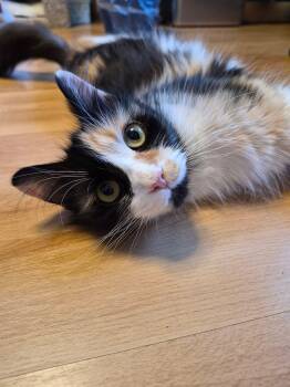 Lulu -  Calico Cat for Adoption in Dartmouth, Nova Scotia - Lulu | PetCurious