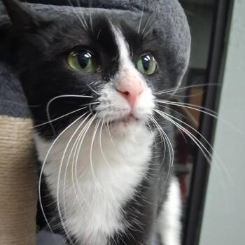 KWIK STAR -  Domestic Short Hair Cat for Adoption in Monticello, Iowa - KWIK STAR | PetCurious