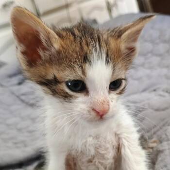 Domestic Short Hair Cats Available for Adoption in Wappingers Falls, New York - Ken (aka Kim) | PetCurious