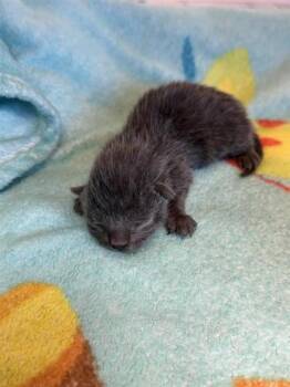 Domestic Short Hair Cats Available for Adoption in El Paso, Texas - 60717010 | PetCurious