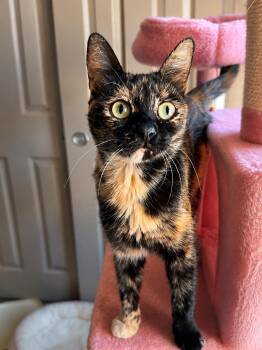 Honey bee -  Tortoiseshell Cat for Adoption in Fresno, California - Honey Bee | PetCurious