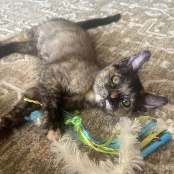 Sister -  Tortoiseshell and Domestic Short Hair Cat for Adoption in Antioch, California - Sister | PetCurious