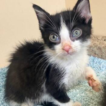 Denbe -  Domestic Short Hair Cat for Adoption in Corinth, Mississippi - Denbe | PetCurious